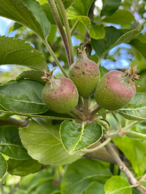 נזקי ברד בתפוחים-מושב מירון-אפריל 2023
