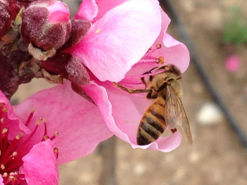צילום דבורת הדבש בהאבקה. 